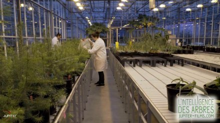 image extraite de l'intelligence des arbres