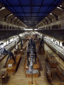 Galerie de paléonthologie Paris