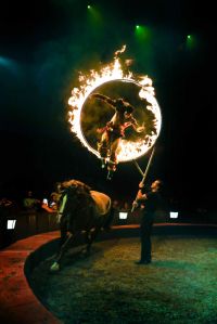 Origines, cirque Gruss