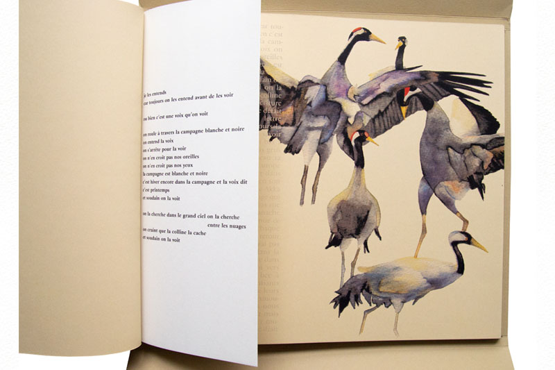 Illustration de Bel oiseau long courrier